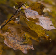 AUTUNNO 1.jpg