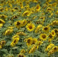 sunflowers view.jpg